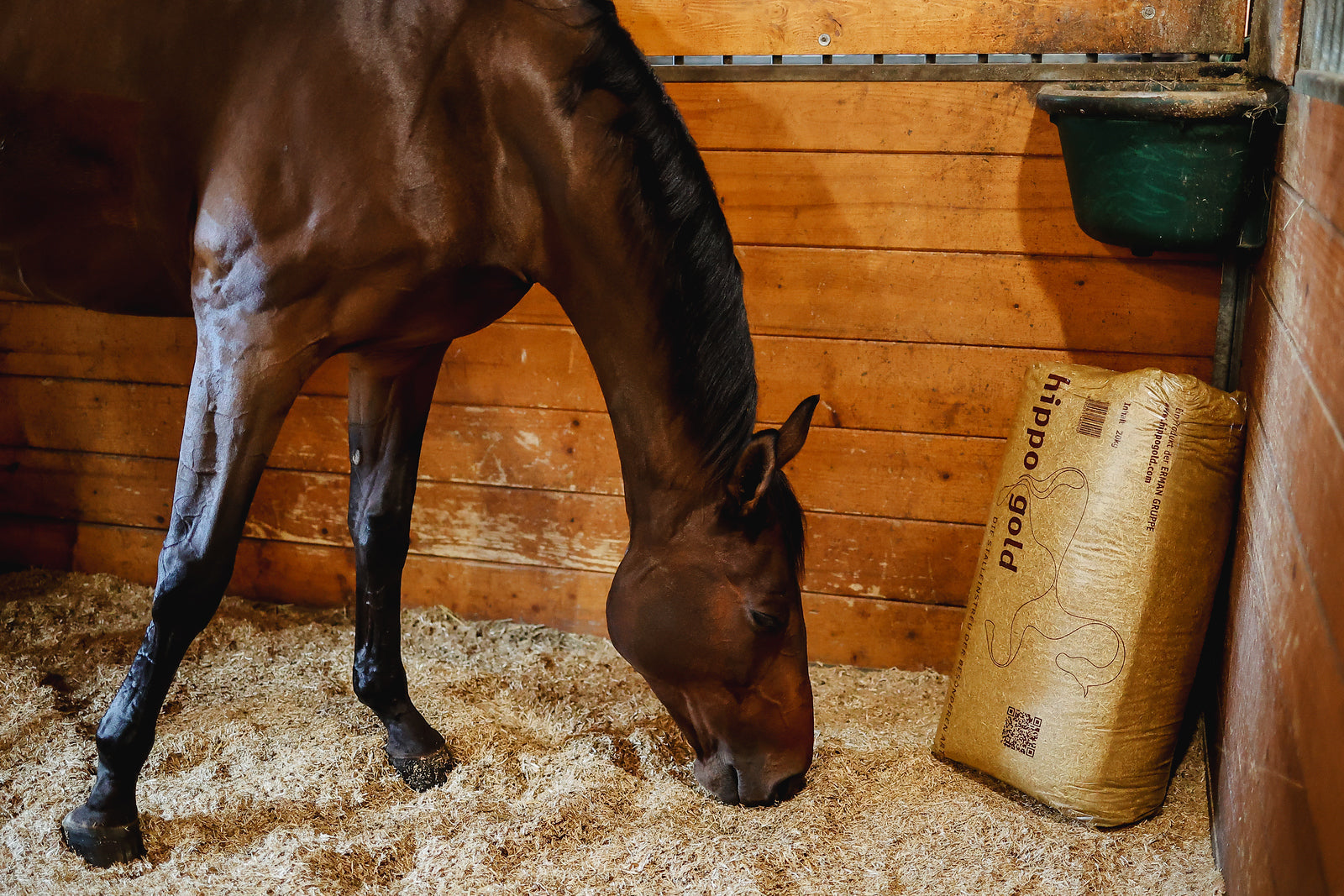 Messe in Wiener Neustadt, 2025 Oktober
